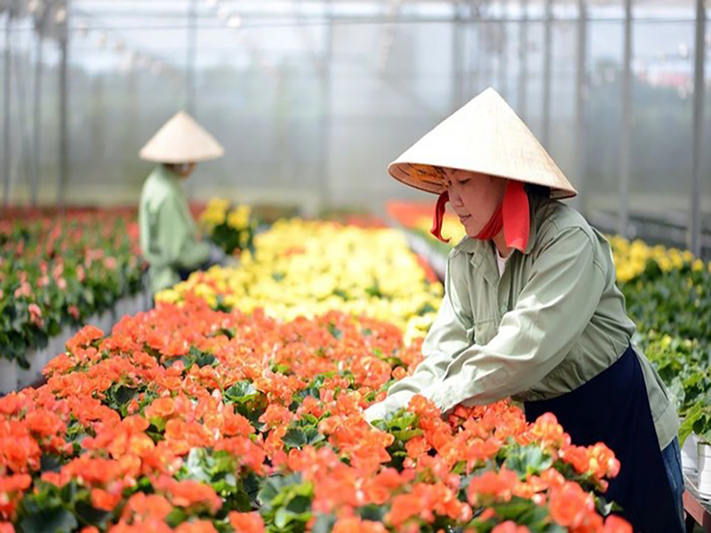 سوق الأزهار في دالات Dalat Flower Market