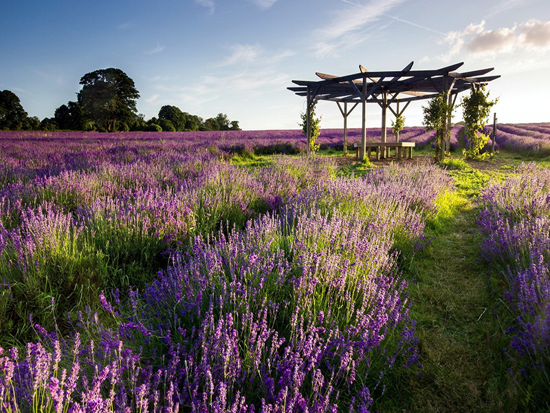 حدائق لافندار دالات ‪‪Lavenderdalat Gardens