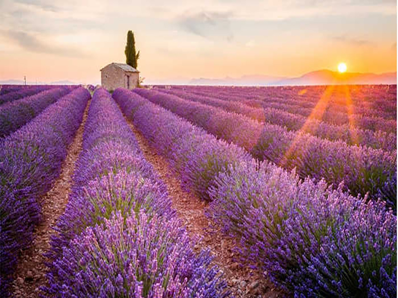 حدائق لافندار دالات ‪‪Lavenderdalat Gardens