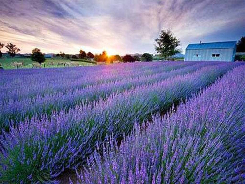 حدائق لافندار دالات ‪‪Lavenderdalat Gardens