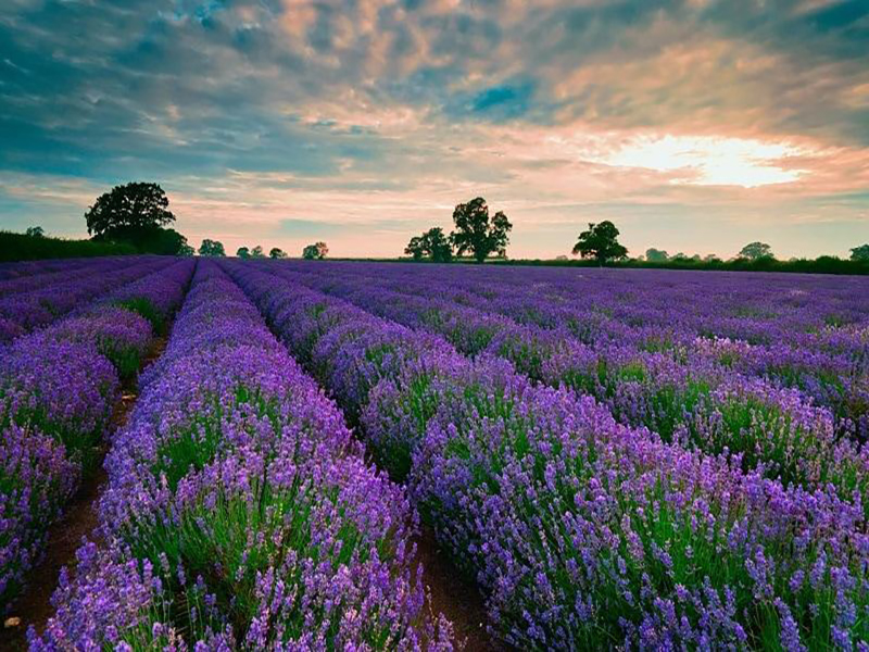 حدائق لافندار دالات ‪‪Lavenderdalat Gardens