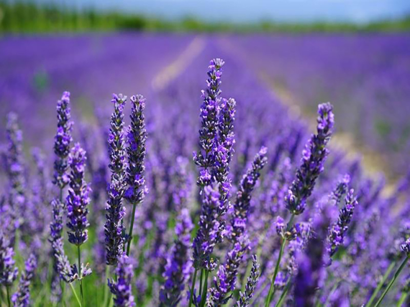 حدائق لافندار دالات ‪‪Lavenderdalat Gardens