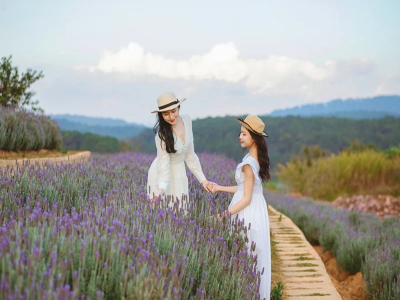 حدائق لافندار دالات ‪‪Lavenderdalat Gardens