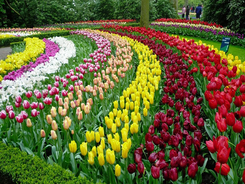 حديقة الزهور في دالات ‪‪Dalat Flower Park‬‬