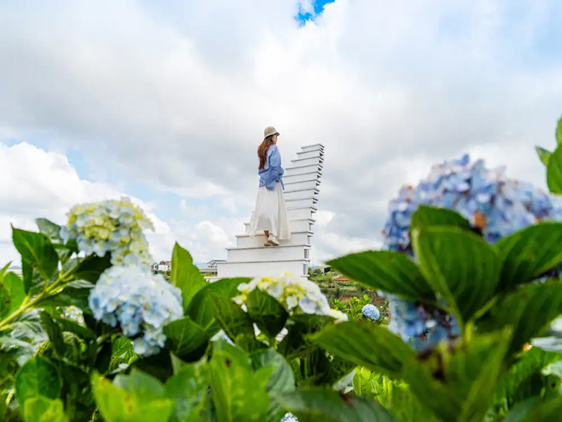 حديقة هادرانجيا ‪‪Garden Hydrangeas‬‬‬‬‬‬