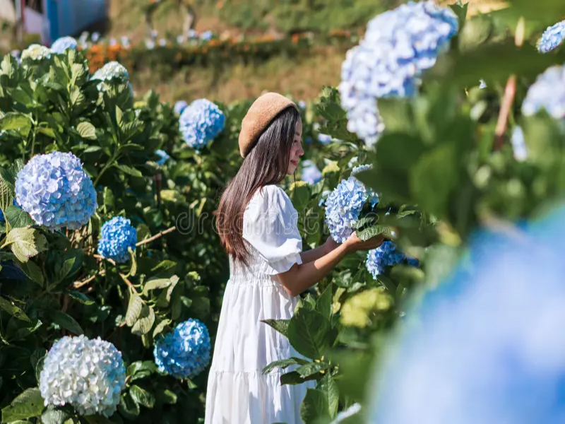 حديقة هادرانجيا ‪‪Garden Hydrangeas