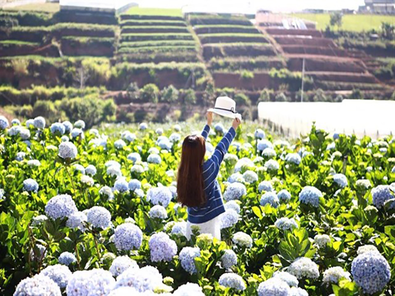 حديقة هادرانجيا ‪‪Garden Hydrangeas