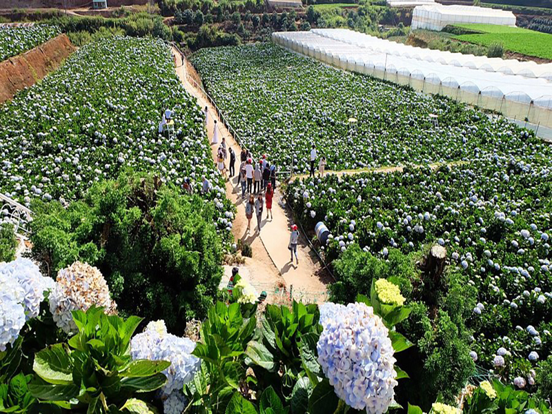 حديقة هادرانجيا ‪‪Garden Hydrangeas