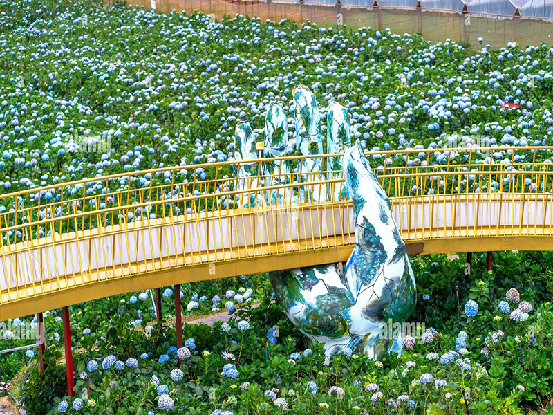 حديقة هادرانجيا ‪‪Garden Hydrangeas