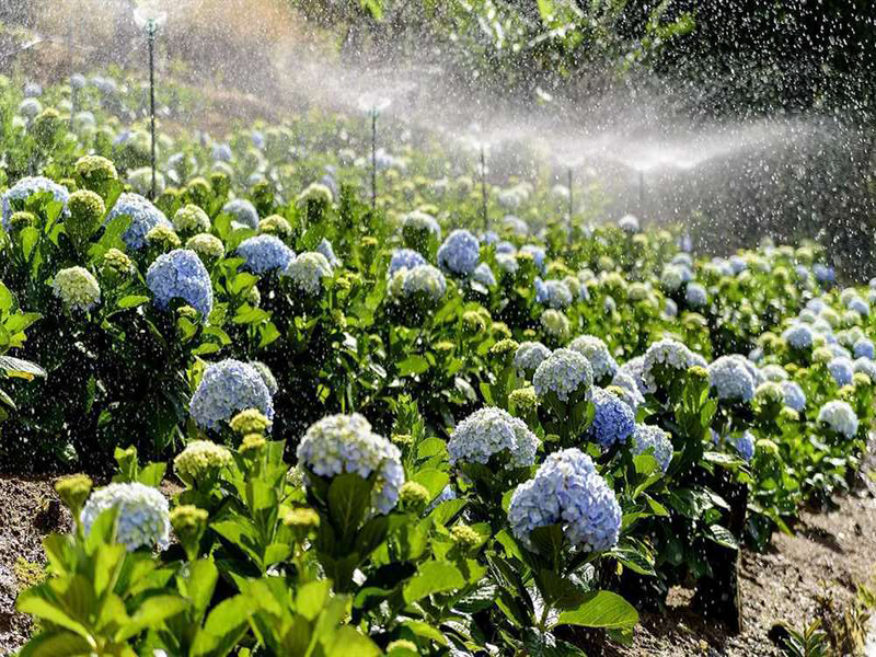 حديقة هادرانجيا ‪‪Garden Hydrangeas