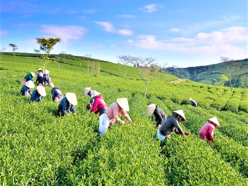 مزارع كاو دات للشاي ‪‪Cau Dat Tea Hill‬‬‬‬‬‬