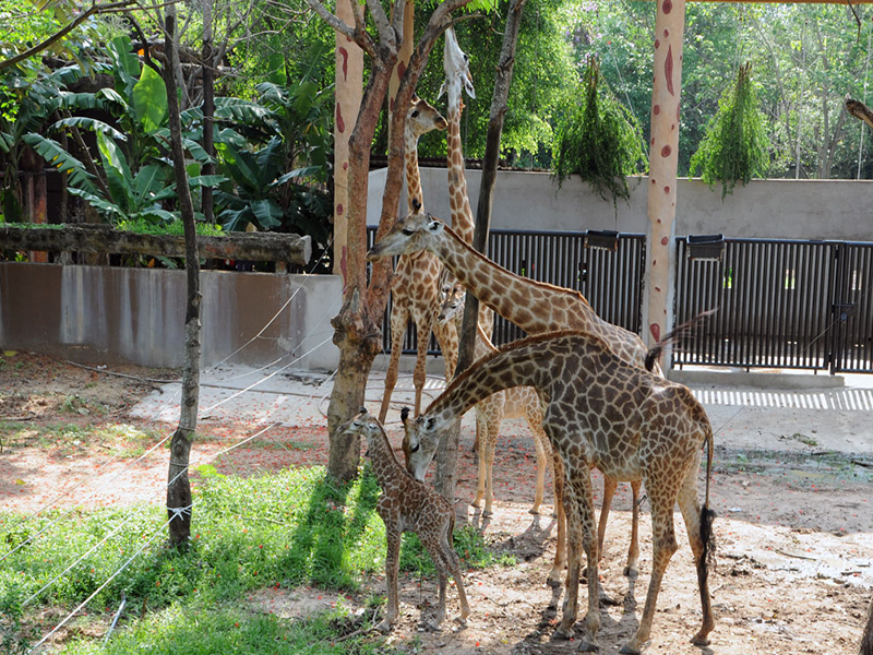 حديقة حيوان تو لي هانوي Thu Le Zoo Hanoi