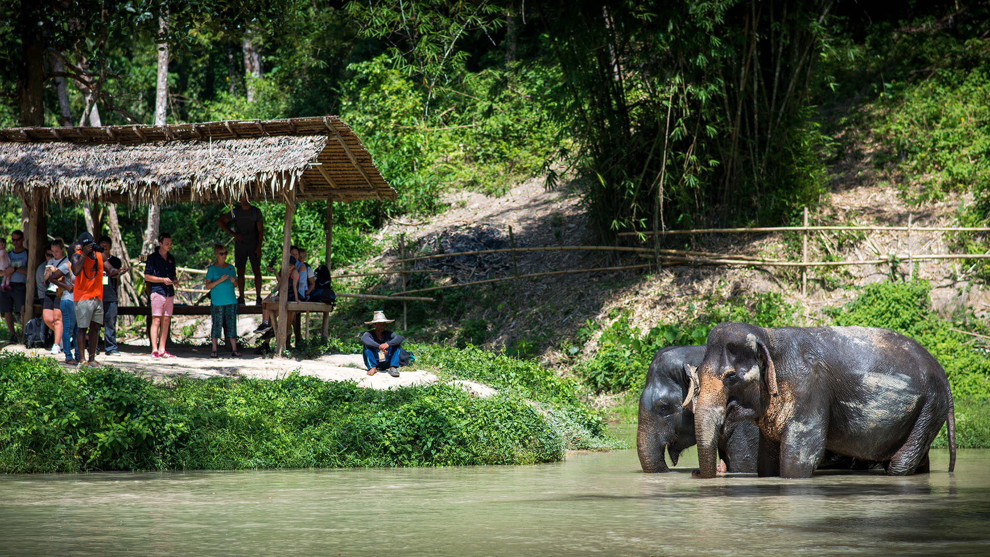 Elephant%20Jungle%20Sanctuary.jpg