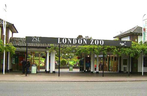 حديقة الحيوانات لندن